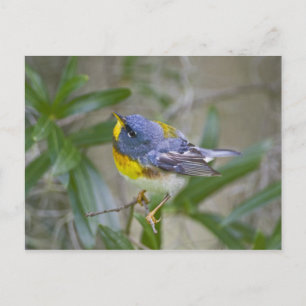Nördliche Parula (Parula americana) Postkarte