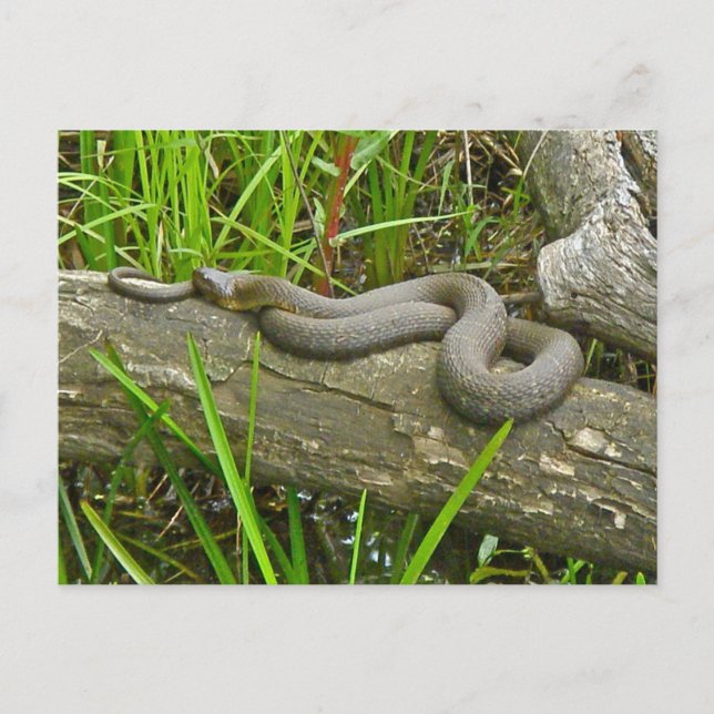 Nördliche Wasserschlange auf Sammelposten Postkarte (Vorderseite)