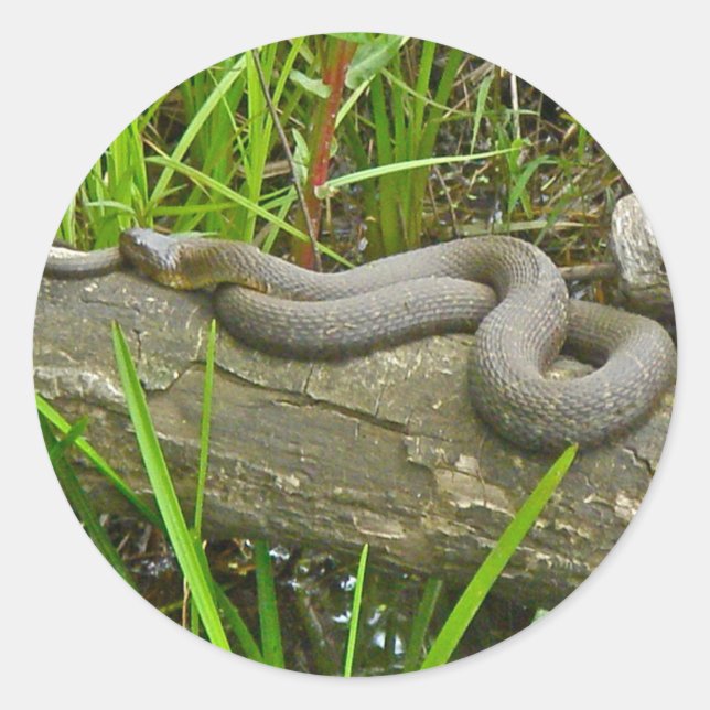Nördliche Wasserschlange auf Sammelposten Runder Aufkleber (Vorderseite)