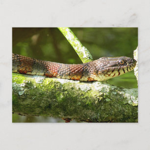 Nördliche Wasserschlange-Foto Postkarte