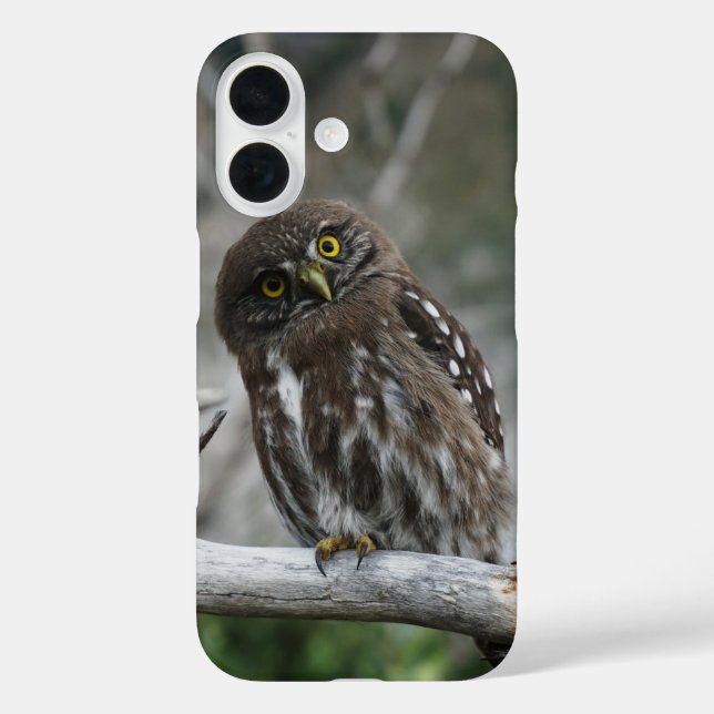 Nördliche Zwergkauz Case-Mate iPhone Hülle (Rückseite)