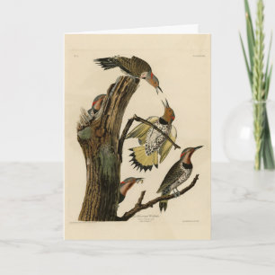 Nördlicher Buntspecht aus Audubons Birds of Americ Karte