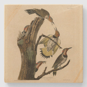 Nördlicher Buntspecht aus Audubons Birds of Americ Steinuntersetzer