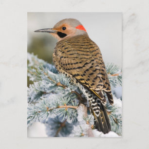 Nördlicher Gelbspecht Männchen Postkarte