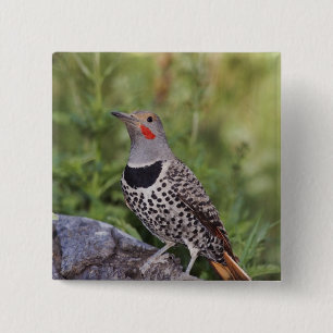 Nördlicher Goldspecht, Colaptes auratus, Rotschäft Button