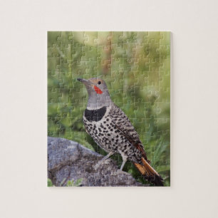 Nördlicher Goldspecht, Colaptes auratus, Rotschäft Puzzle