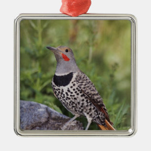 Nördlicher Goldspecht, Colaptes auratus, Rotschäft Silbernes Ornament