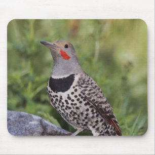 Nördlicher Goldspecht, Colaptes auratus, Rotwellen Mousepad