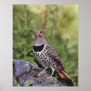 Nördlicher Goldspecht, Colaptes auratus, Rotwellen Poster