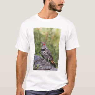 Nördlicher Goldspecht, Colaptes auratus, Rotwellen T-Shirt