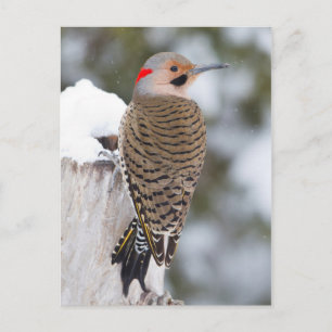 Nördlicher Goldspecht Männchen im Winter Postkarte