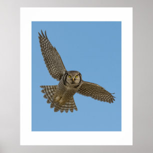 Nördlicher Habichtskauz im Flug Wildlife Art Prin Poster