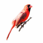 Nördlicher Kardinal<br><div class="desc">Ein Bild eines nördlichen Kardinals</div>