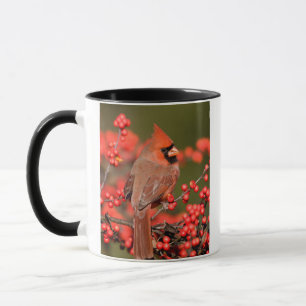 Nördlicher Kardinal auf Gewöhnlicher Winterbeere Tasse