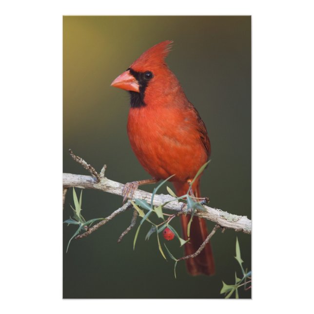 Nördlicher Kardinal, Cardinalis cardinalis, männli Fotodruck (Vorne)