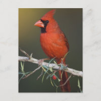 Nördlicher Kardinal, Cardinalis cardinalis, männli
