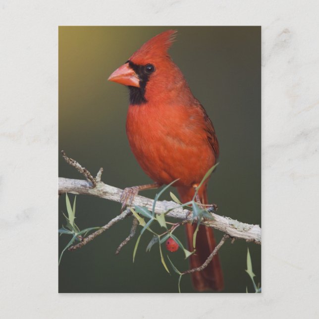 Nördlicher Kardinal, Cardinalis cardinalis, männli Postkarte (Vorderseite)