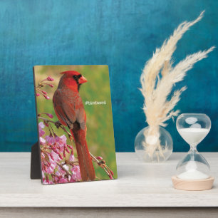 Nördlicher Kardinal Fotoplatte