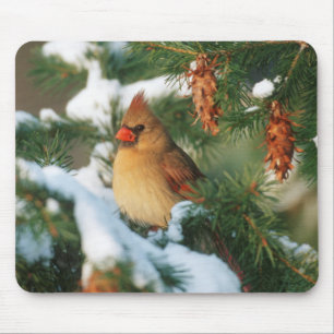 Nördlicher Kardinal im Baum, Illinois Mousepad