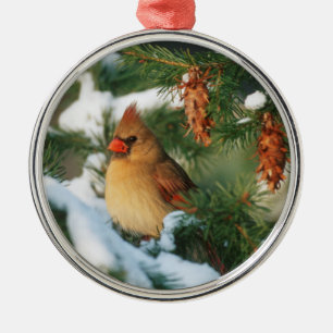 Nördlicher Kardinal im Baum, Illinois Ornament Aus Metall