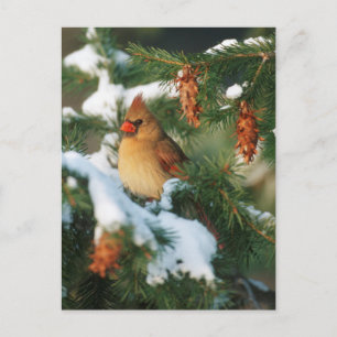 Nördlicher Kardinal im Baum, Illinois Postkarte