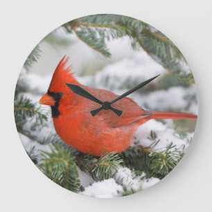 Nördlicher Kardinal in Balsam Tannenbaum im Winter Große Wanduhr