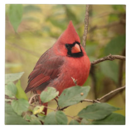 Nördlicher Kardinal in Tree im Frühherbst Fliese