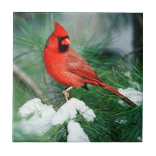 Nördlicher Kardinal Männchen auf Baum, IL Fliese