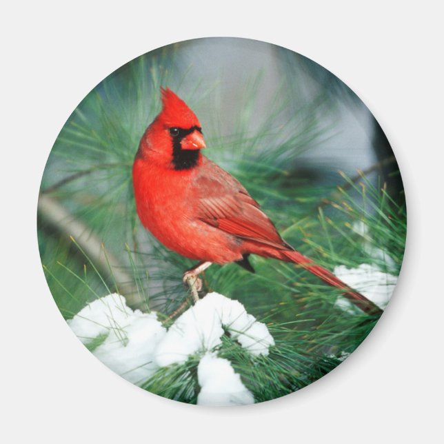 Nördlicher Kardinal Männchen auf Baum, IL Magnet (Vorne)
