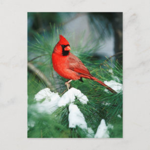 Nördlicher Kardinal Männchen auf Baum, IL Postkarte