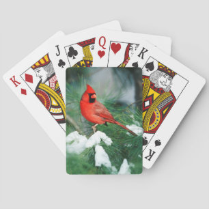 Nördlicher Kardinal Männchen auf Baum, IL Spielkarten