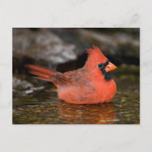 Nördlicher Kardinal Männchen badend Postkarte