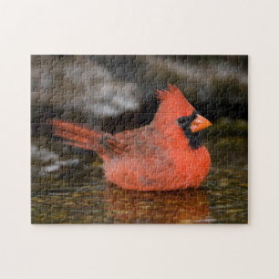 Nördlicher Kardinal Männchen badend Puzzle