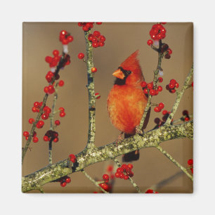 Nördlicher Kardinal Männchen sitzend, IL Magnet
