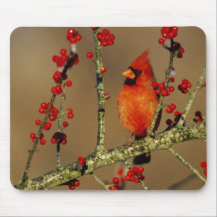 Nördlicher Kardinal Männchen sitzend, IL Mousepad