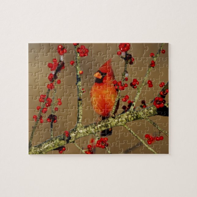 Nördlicher Kardinal Männchen sitzend, IL Puzzle (Horizontal)