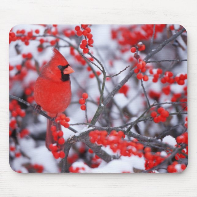 Nördlicher Kardinal Männchen, Winter, IL Mousepad (Vorne)