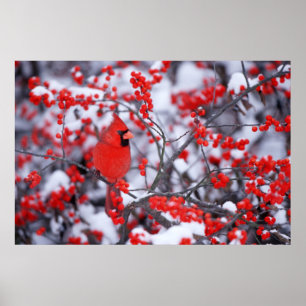 Nördlicher Kardinal Männchen, Winter, IL Poster