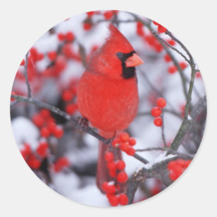 Nördlicher Kardinal Männchen, Winter, IL Runder Aufkleber