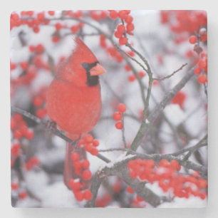 Nördlicher Kardinal Männchen, Winter, IL Steinuntersetzer