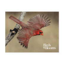 Nördlicher Kardinal