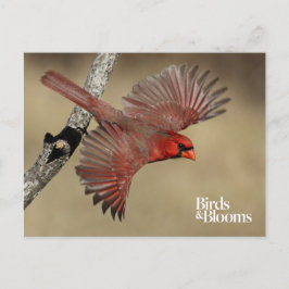 Nördlicher Kardinal Postkarte