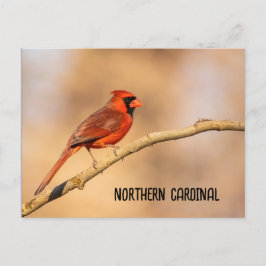 Nördlicher Kardinal Postkarte