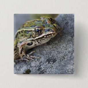 Nördlicher Leopardfrosch, See-through Island, Button