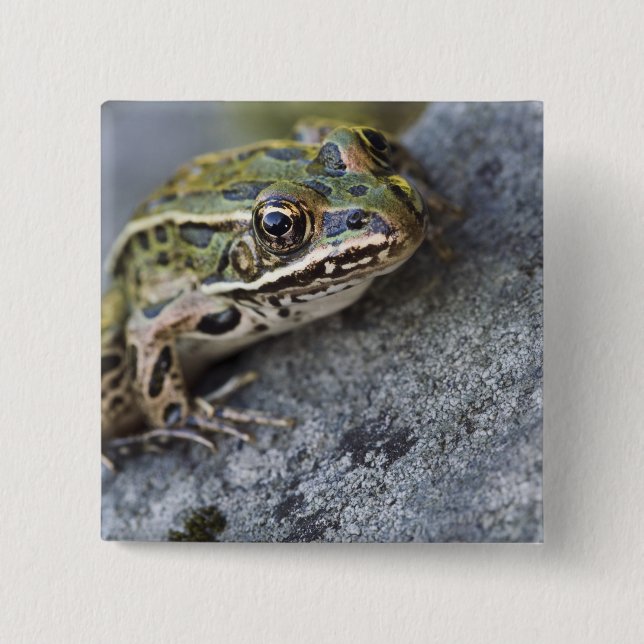 Nördlicher Leopardfrosch, See-through Island, Button (Vorderseite)