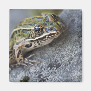 Nördlicher Leopardfrosch, See-through Island, Magnet