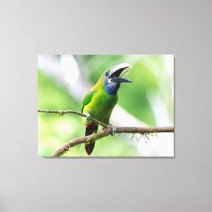 Nördlicher Smaragdtukan in Costa Rica Leinwanddruck