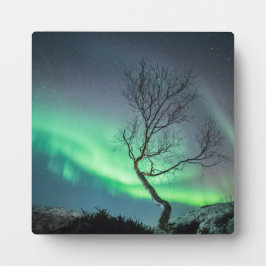Nordlichtbaum Fotoplatte