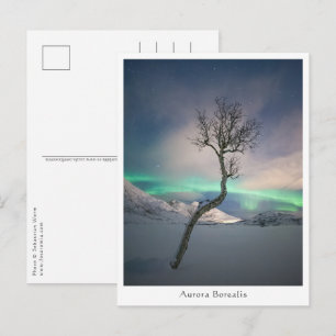 Nordlichtbaum Postkarte