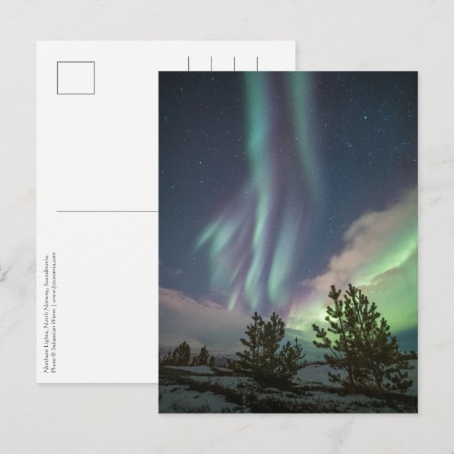 Nordlichtbäume Postkarte (Vorne/Hinten)